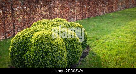Eine getrimmte immergrüne wolkenförmige Buchsbaumpflanze im Garten. Buxus Sempervirens. Stockfoto