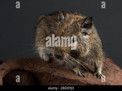 Degu. Arten: Degus,Gattung: Octodon,Familie: Octodontidae,Ordnung: Rodentia,Klasse: Mammalia,Phylum: Chordata,Königreich: Animalia,Degu,SMH,kleines Säugetierhaus,Nagetierdegu Stockfoto