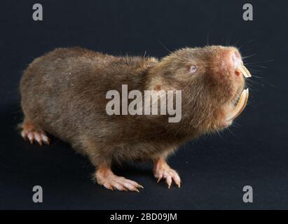 Damaraland Molerat. Arten: Damarensis,Gattung: Cryptomys,Familie: Bathyergidus,Ordnung: Rodentia,Klasse: Mammalia,Phylum: Chordata,Königreich: Animalia,Maulwurfrat,Damaraland Mole-ratte,Nagetier,SMH,kleines Säugetierhaus,horizontales Damaraland-Molerat Stockfoto