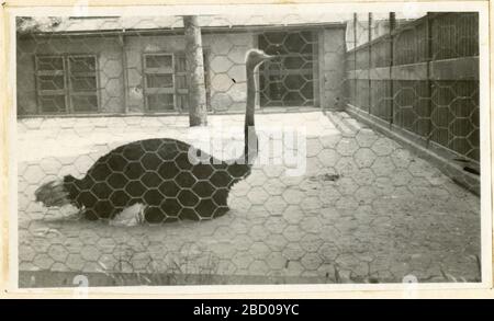 Blick auf den Zoologischen Nationalpark in Washington DC, der Ostrich zeigt. Smithsonian Institution Archives, Record Unit 7355, Martin A. Gruber Photography Collection, Image No. SIA Abo 2391Smithsonian Institution Archives, Capital Gallery, Suite 3000, MRC 507; 600 Maryland Avenue, SW; Washington, DC 20024-2520 Ansichten des National Zoological Park in Washington DC mit Ostrich Stockfoto