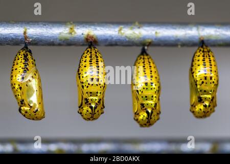 Paper-Kite-Schmetterling - Idea-Leukonoe, schöner großer Schmetterling aus ostasiatischen Wiesen und Waldgebieten, Malaysia. Stockfoto