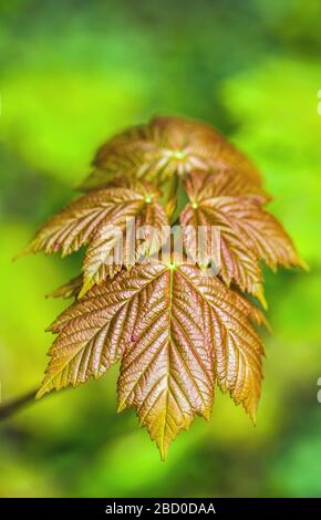 Neu geformte Platanenblätter, Acer pseudoplatanus, in einem Wald Anfang April, Frühling Stockfoto