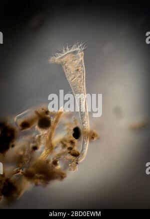 Stentor Protozoan füttert in einem UK-Teich. Stockfoto