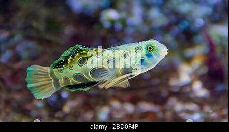 Unterwasserlandschaften, die einen malerischen Dragonerfisch in natürlicher Atmosphäre zeigen Stockfoto