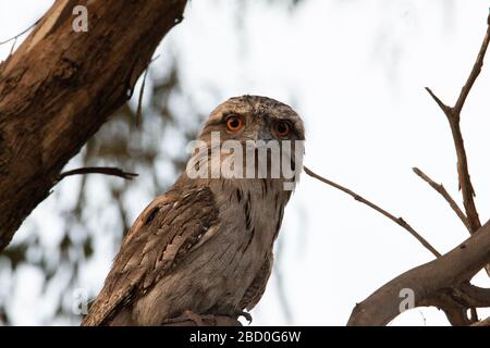 Tawny Frogmouth auf einem Ast in der tagsüber Stockfoto