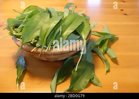 Wilder Knoblauch (Allium ursinum) neu in Holz gepflückt und in Korbkorb auf rustikalem Holztisch gelagert. Stockfoto