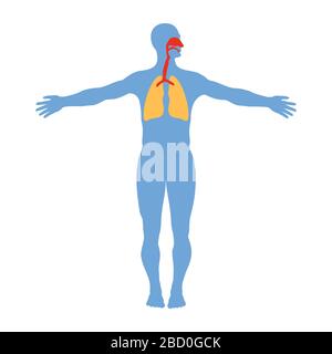 Anatomie des menschlichen Atemsystems, isoliert auf weißem Hintergrund, vektormedizinische Abbildung. Stock Vektor