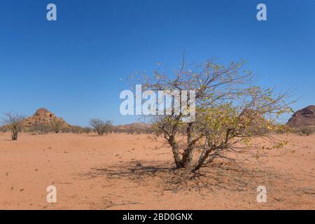 Vegetation in Wüstenlandschaft, Damaraland, Namibia. Stockfoto