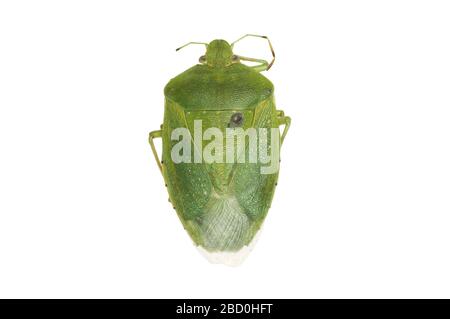 Kürbisbug. EO 020136 Green Stink Bug Acrosternum hilare Mask.jpg Stockfoto