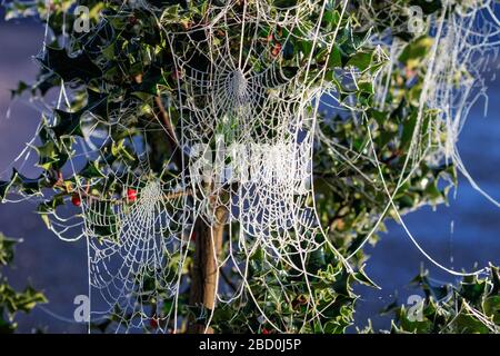 Nahaufnahme von mit Frost bedeckten Spinnen an Tannenbaumzweigen befestigten Webs mit blauen himmelhintergrundigen Webs, die an Holy Tree Branches befestigt sind Stockfoto