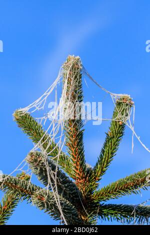 Nahaufnahme von mit Frost bedeckten Spinnenweben, die an Tannenbaumzweigen mit blauem Himmelshintergrund befestigt sind Stockfoto