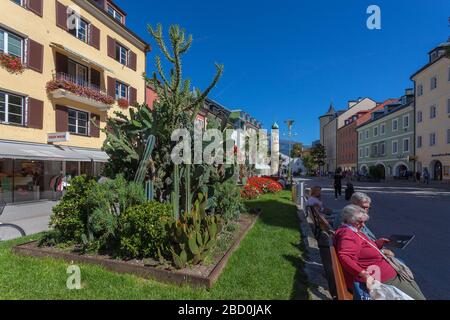 Kakteenpflanzen auf dem Lienzer Zentralplatz Stockfoto