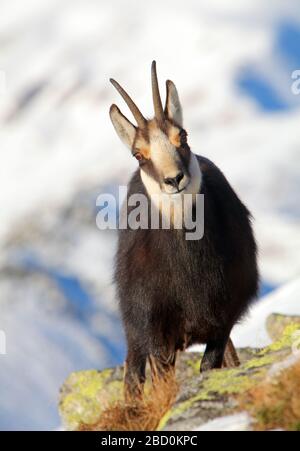 Gämse im Winter in der Tatra - Rupicapra rupicapra Stockfoto