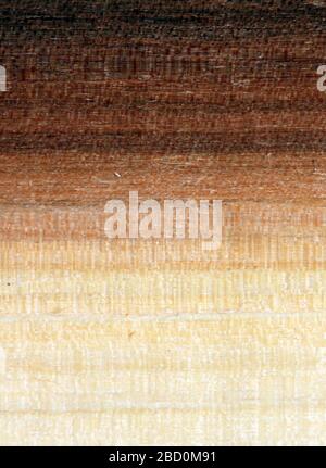 Holzstruktur. Superlange Walnussplanken Textur Background.Texturelement Stockfoto