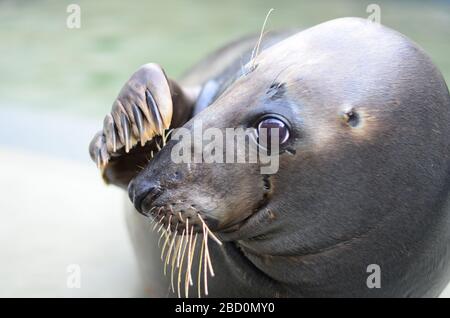 Graue Dichtung. Arten: Grypus, Gattung: Halichoerus, Familie: Phocidas, Ordnung: Carnivora, Klasse: Mammalia, Phylum: Chordata, Königreich: Animalia, American Trail, Grey Seal, Seal, Pinnipede, Kjya Gray Seal Stockfoto