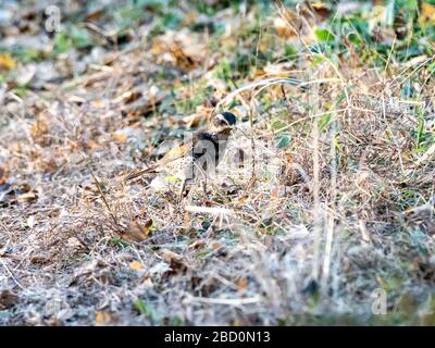 Turdus Eunomus, ein düsterer Tauch, steht im Gras in einem Park in der Nähe von Yokohama, Japan. Stockfoto