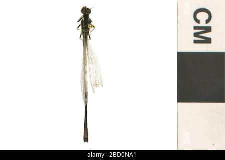 Östlicher Gabelschwanz Gemeinsamer Gabelschwanz. EO 400031 Damselfly Ischnura verticalis 001.jpg Stockfoto