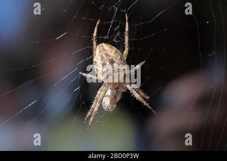 Spinne - Araneus diadematus Stockfoto