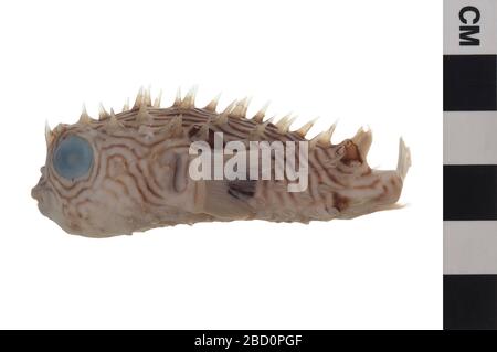 Gestreifter Burrfish. EO 400390 Striped Burrfish Chilomycterus schoepfii 001.jpg Stockfoto