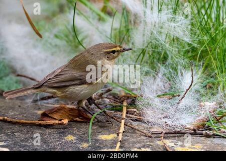 Gemeiner Gartenvogel die Chiffchaffer sammeln Nestmaterial. Stockfoto