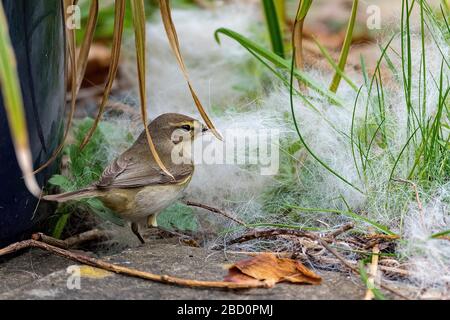 Gemeiner Gartenvogel die Chiffchaffer sammeln Nestmaterial. Stockfoto