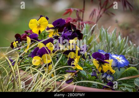 Blumen im Garten. Stockfoto