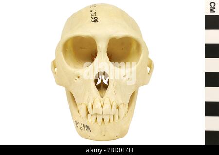 Rhesus Affe Rhesus macaque. EO 067299 Rhesus Macaque Macaca mulatta 005.jpg Stockfoto
