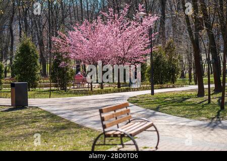 Blühende Sakura in einem Landschaftspark Stockfoto