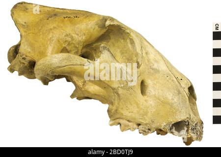 Löwe Afrikanischer Löwe. EO 067340 SKULL Lion Panthera leo 001.jpg Stockfoto