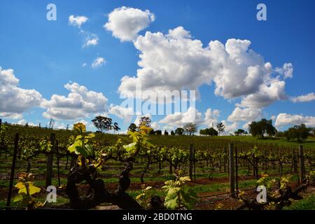 Hunter Valley, Australien-Oktober 2019; Blick über die Weinberge mit jungen Pflanzen vor einem dramatisch weiß getrübten blauen Himmel Stockfoto