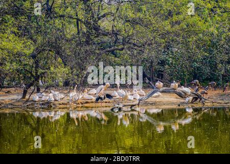 Der National Zoological Park ist ein 176 Hektar großer Zoo in Neu-Delhi, Indien. Eine Zitadelle aus dem 16. Jahrhundert, eine weitläufige grüne Insel und eine bunte Tiersammlung Stockfoto