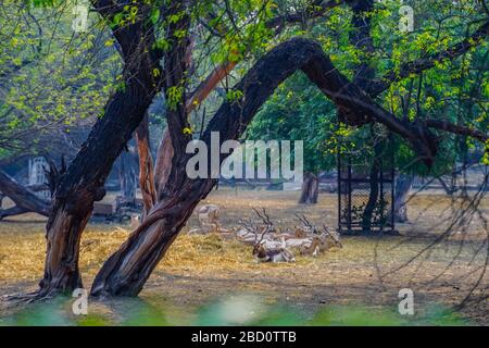 Der National Zoological Park ist ein 176 Hektar großer Zoo in Neu-Delhi, Indien. Eine Zitadelle aus dem 16. Jahrhundert, eine weitläufige grüne Insel und eine bunte Tiersammlung Stockfoto