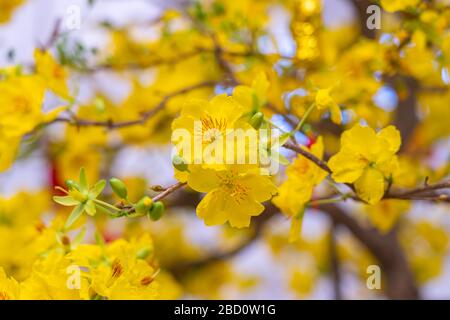 Schöne blühende Aprikosenblüten im Frühling in Vietnam Stockfoto