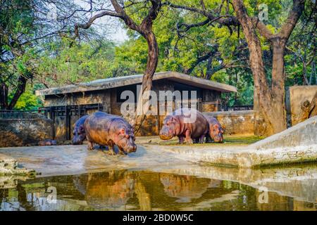 Der National Zoological Park ist ein 176 Hektar großer Zoo in Neu-Delhi, Indien. Eine Zitadelle aus dem 16. Jahrhundert, eine weitläufige grüne Insel und eine bunte Tiersammlung Stockfoto