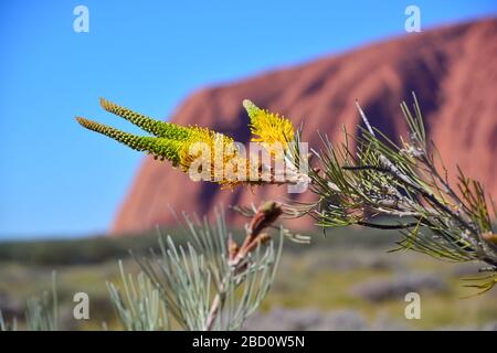 Uluru, Australien-Juli 2019; Makroansicht der schönen gelben Grevillea Mondlicht blüht vor verschwommenem Hintergrund von Ulura oder Ayers Rock und klarem Bl Stockfoto