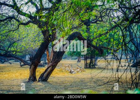 Der National Zoological Park ist ein 176 Hektar großer Zoo in Neu-Delhi, Indien. Eine Zitadelle aus dem 16. Jahrhundert, eine weitläufige grüne Insel und eine bunte Tiersammlung Stockfoto