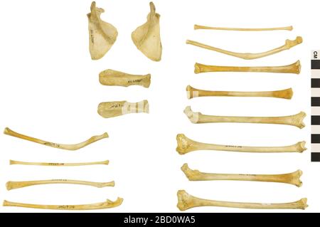 Humboldts Woolly Monkey. Dieses Objekt ist Teil der Sammlung Bildung und Outreach, die sich zum Teil im Wissenschaftszentrum Q?rius befinden und unter EO 067725 PC Humboltds Woolly Monkey Lagothrix lagotricha 001.jp verfügbar sind.114 Januar 2020 Stockfoto