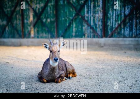 Der National Zoological Park ist ein 176 Hektar großer Zoo in Neu-Delhi, Indien. Eine Zitadelle aus dem 16. Jahrhundert, eine weitläufige grüne Insel und eine bunte Tiersammlung Stockfoto