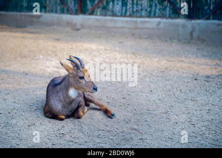 Der National Zoological Park ist ein 176 Hektar großer Zoo in Neu-Delhi, Indien. Eine Zitadelle aus dem 16. Jahrhundert, eine weitläufige grüne Insel und eine bunte Tiersammlung Stockfoto