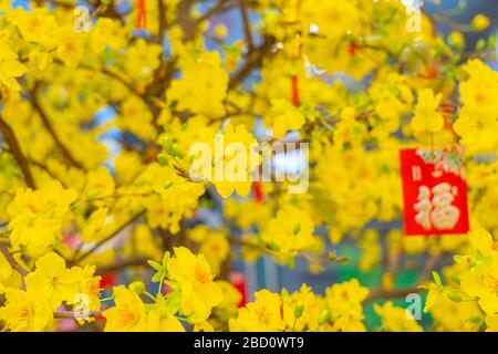 Schöne aprikosenblütige Blumen, die im vietnamesischen Lunar Neujahr blühen Stockfoto