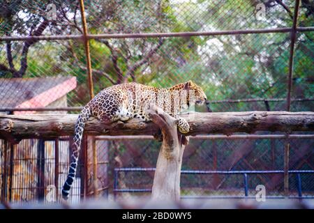 Der National Zoological Park ist ein 176 Hektar großer Zoo in Neu-Delhi, Indien. Eine Zitadelle aus dem 16. Jahrhundert, eine weitläufige grüne Insel und eine bunte Tiersammlung Stockfoto