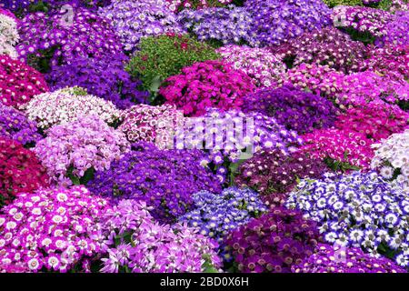 Blumenbeete sorgfältig von Gärtnern dekoriert Stockfoto