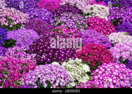 Blumenbeete sorgfältig von Gärtnern dekoriert Stockfoto