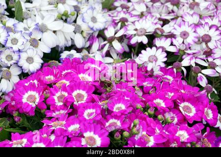 Blumenbeete sorgfältig von Gärtnern dekoriert Stockfoto