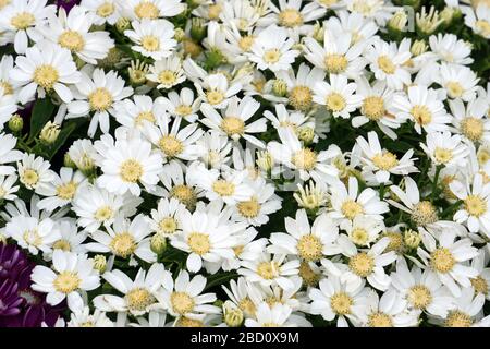 Blumenbeete sorgfältig von Gärtnern dekoriert Stockfoto