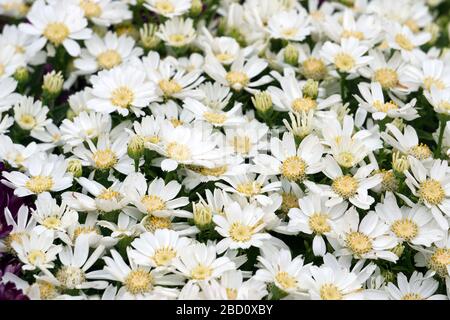 Blumenbeete sorgfältig von Gärtnern dekoriert Stockfoto