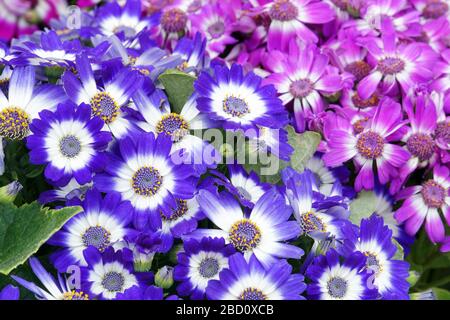 Blumenbeete sorgfältig von Gärtnern dekoriert Stockfoto