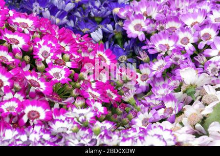 Blumenbeete sorgfältig von Gärtnern dekoriert Stockfoto