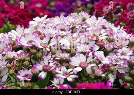 Blumenbeete sorgfältig von Gärtnern dekoriert Stockfoto