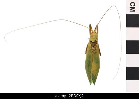 Übliches Wahres Katydid. EO 400360 Katydid Pterophylla camellifolia 001.jpg Stockfoto